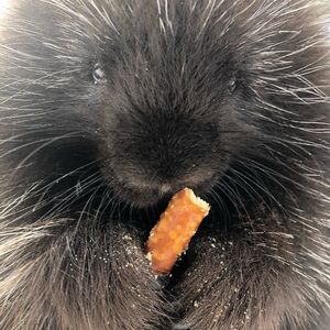 Meet your Posher, Savannah